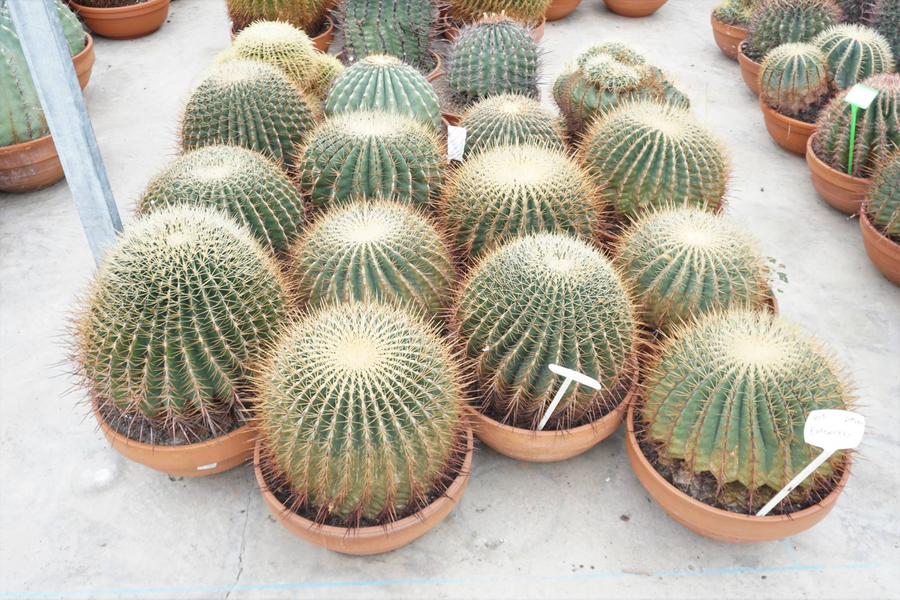 Planta naturala Ball H55cm Ferocactus PS45/ in pamant