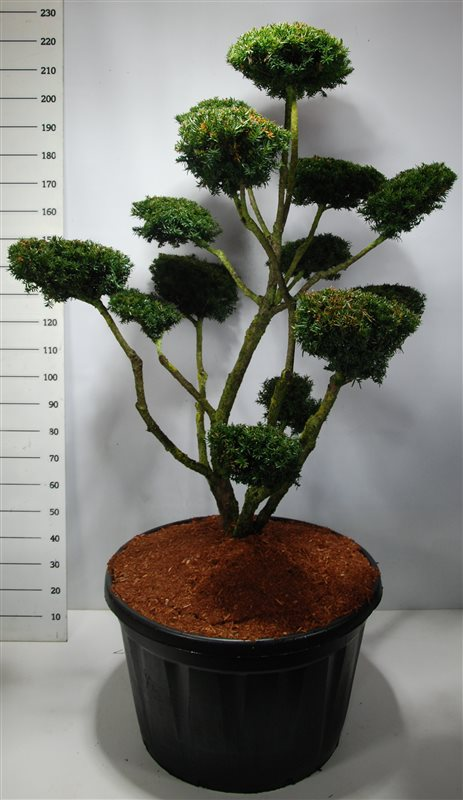 Planta naturala Bonsai H190cm Taxus cuspidata PS80/ in pamant