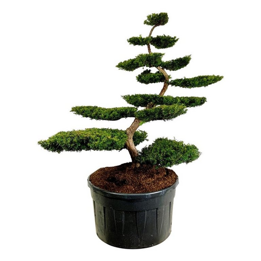 Planta naturala Bonsai H250cm Taxus baccata 'Summergold' PS120/ in pamant