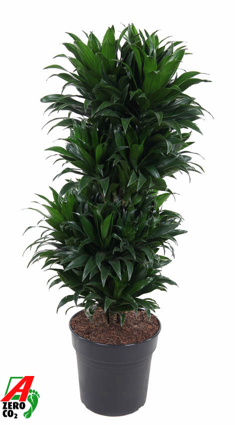 Planta naturala Branched-multi H100cm Dracaena fragrans 'Compacta' PS27/ in pamant