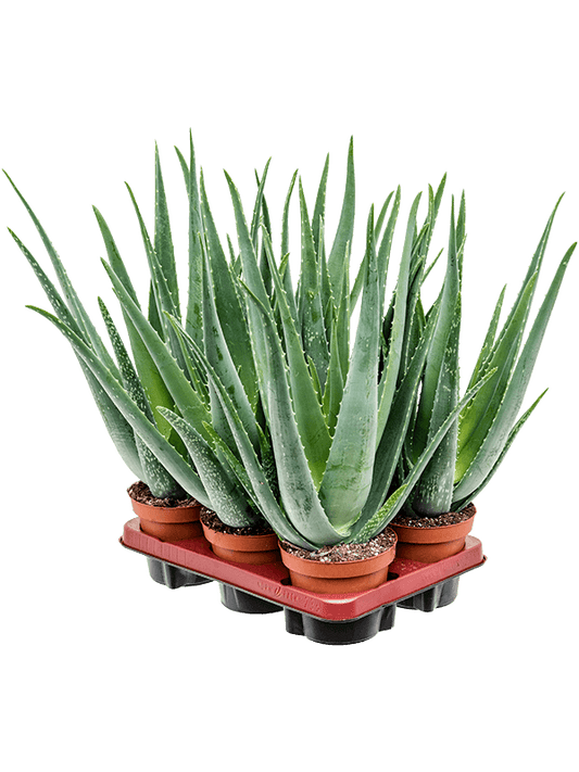 Planta naturala de exterior D25xH45cm Aloe vera barbadensis PS14/12cm in pamant