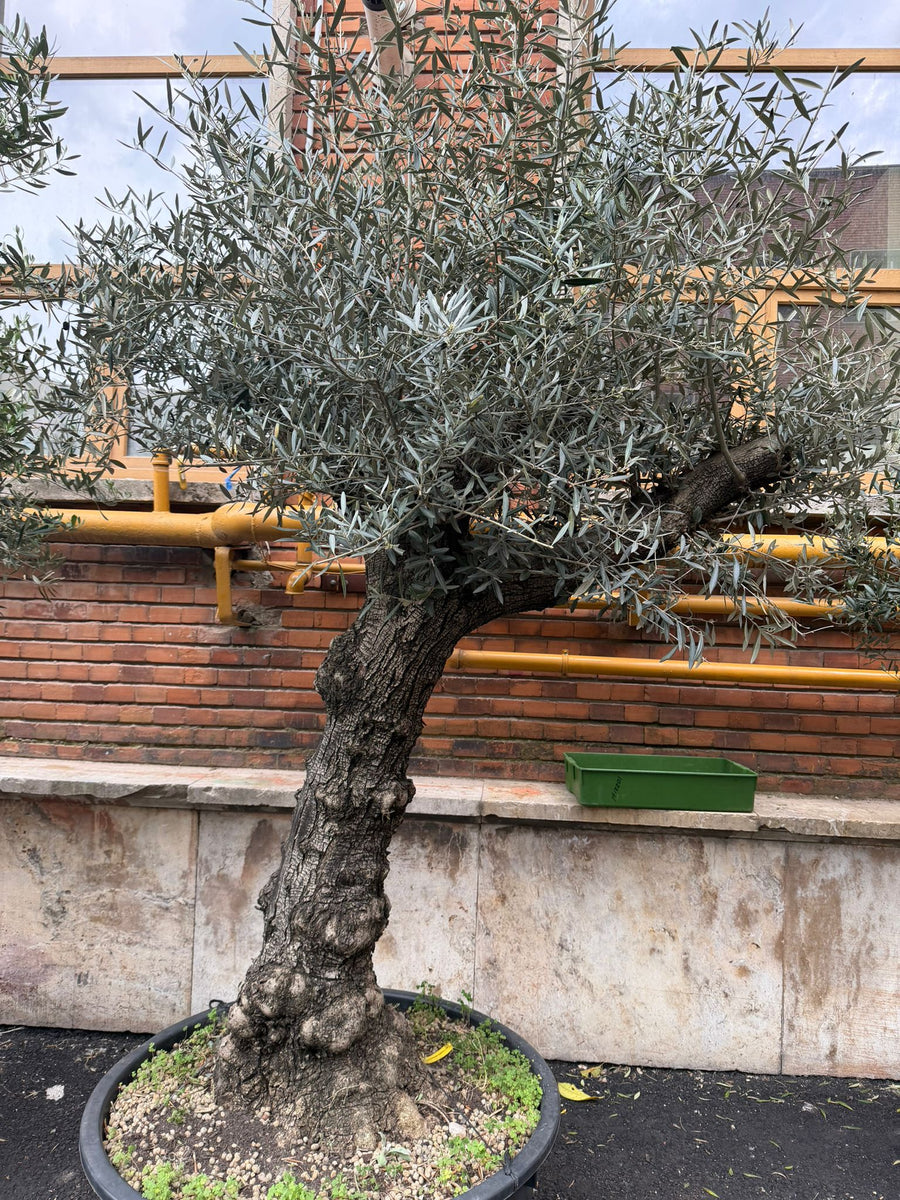 Planta naturala de exterior Maslin secular D170xH270cm Olea europaea Hojiblanco PS85/40cm in pamant