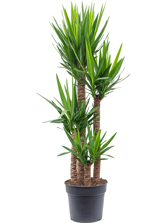 Planta naturala de interior 120-90-60-30 D40xH155cm Yucca elephantipes PS34/30cm in pamant