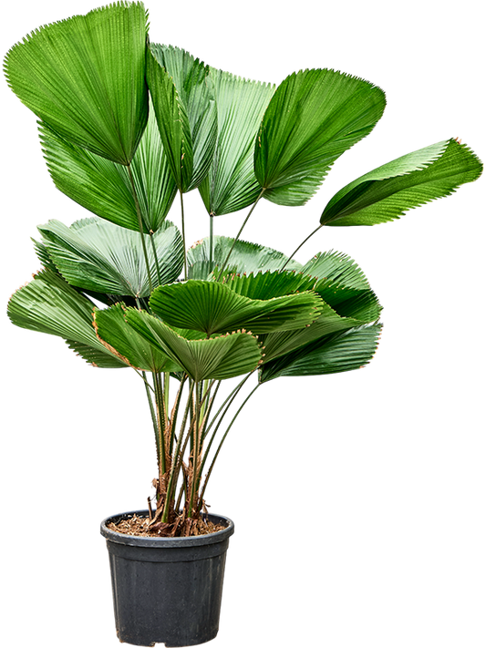 Planta naturala de interior 2-Stem D100xH120cm Licuala grandis PS30/28cm in pamant
