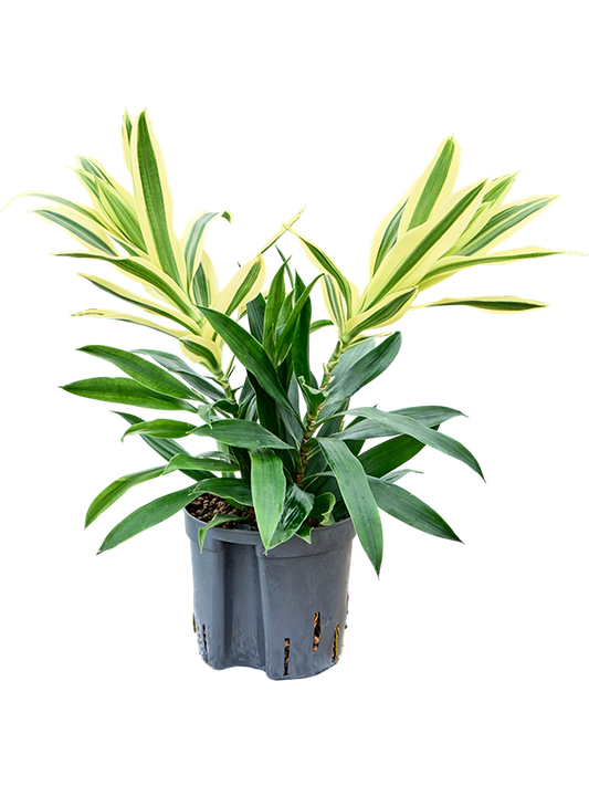 Planta naturala de interior 2pp D15xH35cm Pleomele (Dracaena) reflexa 'Song of Sri Lanka' P13/12cm in hidrogranule