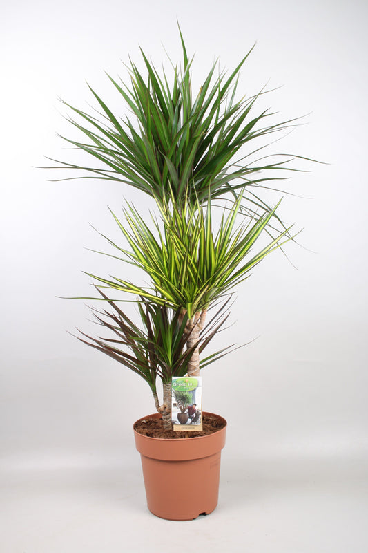 Planta naturala de interior 60-30-15 D45xH115cm Dracaena marginata mix 3 specii in ghiveci PS21cm in pamant
