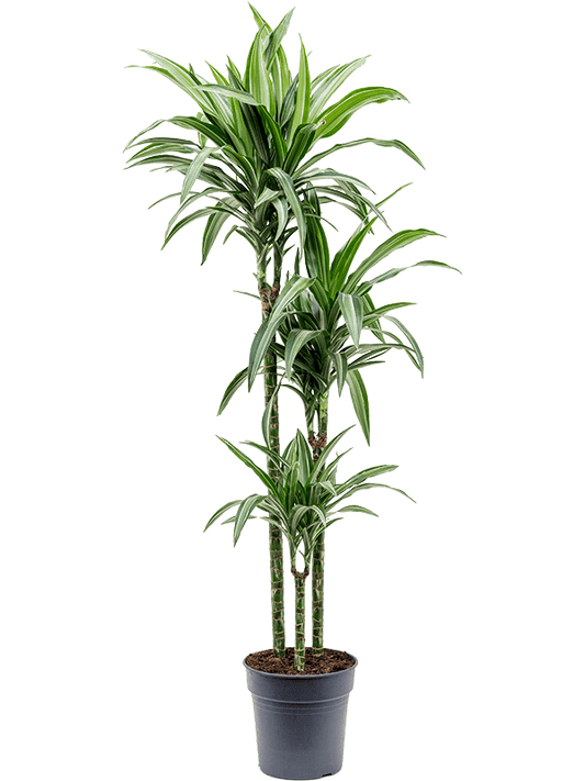 Planta naturala de interior 90-60-30 D30xH140cm Dracaena fragrans 'Ulises' PS24/23cm in pamant