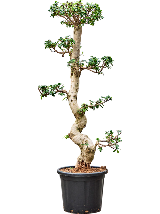 Planta naturala de interior Bonsai D70xH175cm Ficus microcarpa 'Compacta' PS45/34cm in pamant