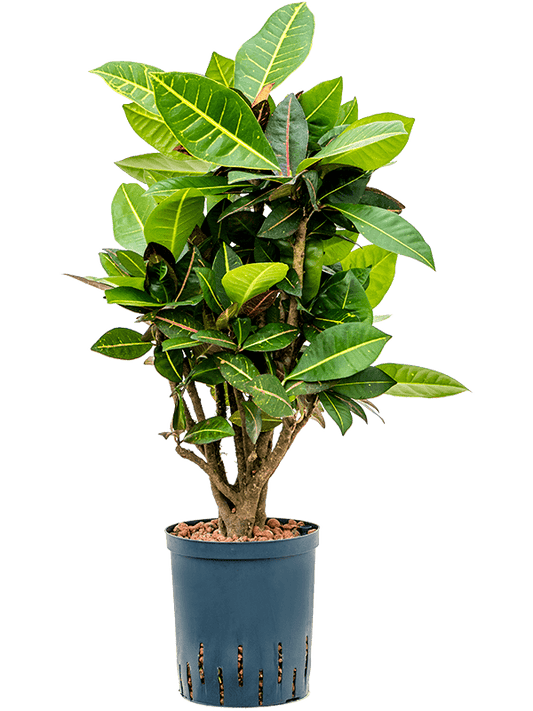 Planta naturala de interior Branched D30xH80cm Croton (Codiaeum) variegatum 'Petra' P18/19cm in hidrogranule