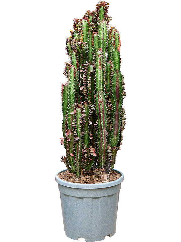 Planta naturala de interior Branched D35xH100cm Euphorbia trigona &