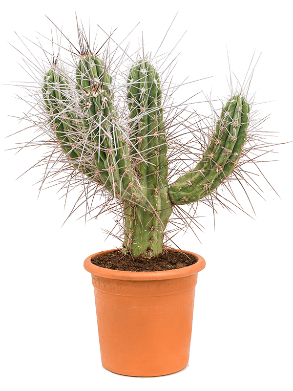 Planta naturala de interior Branched D45xH90cm Stetsonia coryne PS25/22cm in pamant