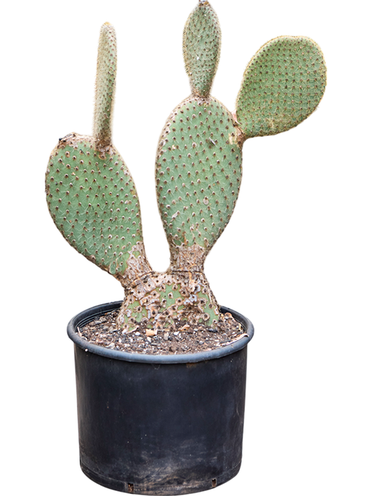 Planta naturala de interior Branched D50xH75cm Opuntia pailana PS28/23cm in pamant