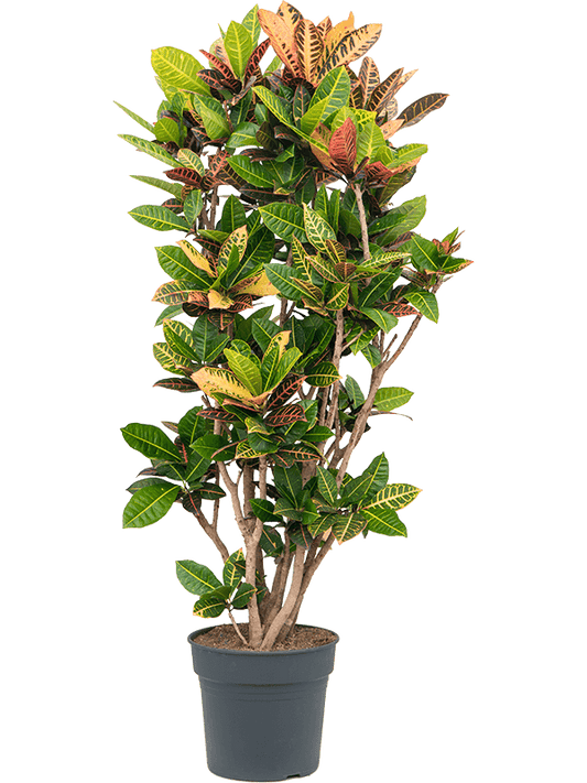 Planta naturala de interior Branched D75xH160cm Croton (Codiaeum) variegatum 'Petra' PS34/30cm in pamant