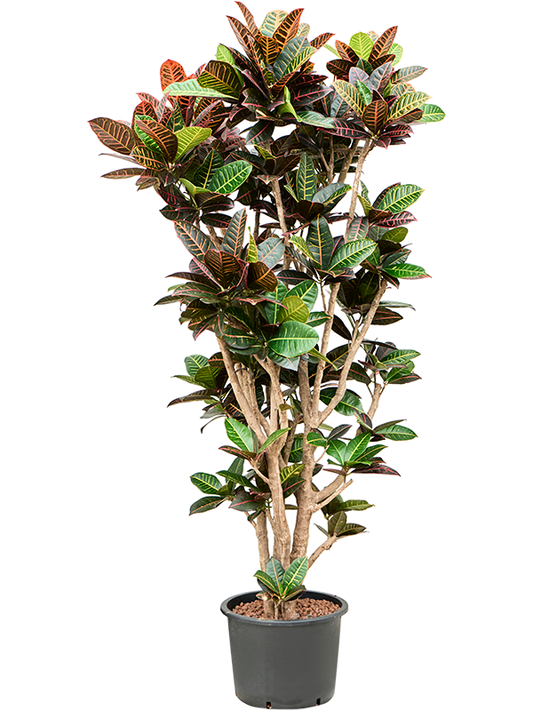 Planta naturala de interior Branched D80xH180cm Croton (Codiaeum) variegatum 'Petra' P32/26cm in hidrogranule