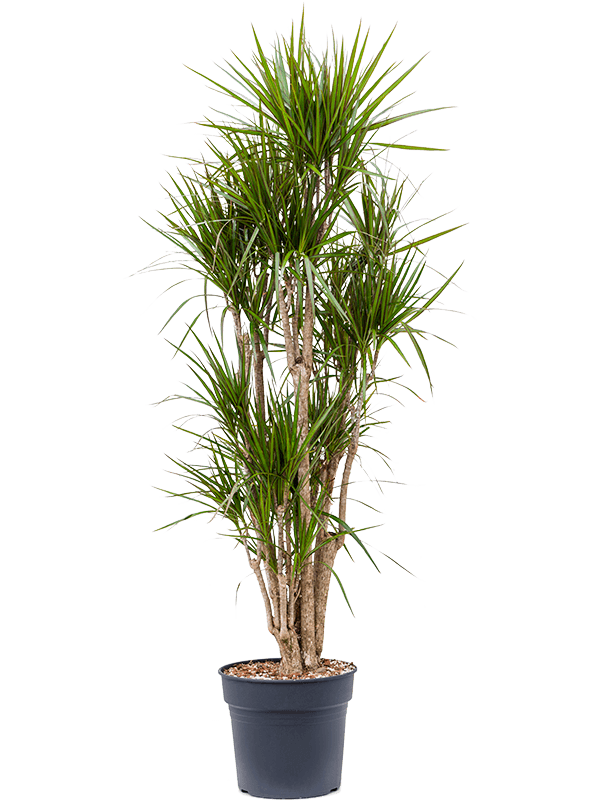 Planta naturala de interior Branched D80xH180cm Dracaena marginata PS34/30cm in pamant