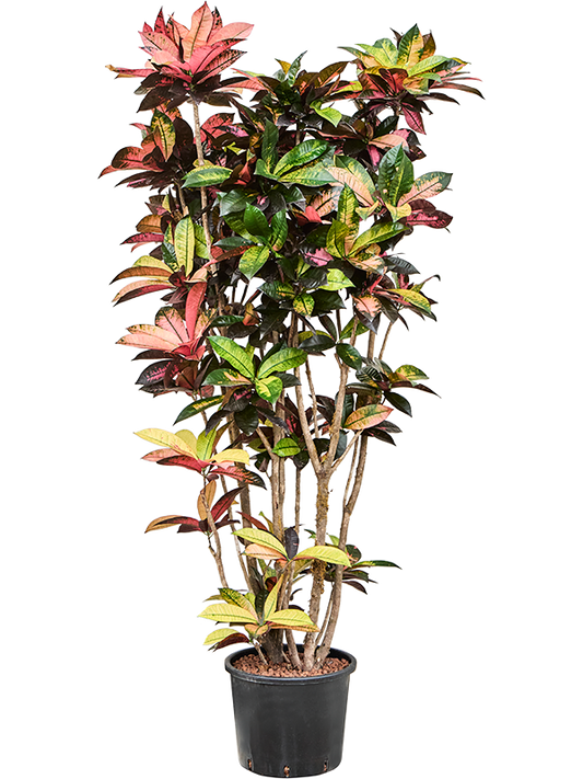 Planta naturala de interior Branched D80xH200cm Croton (Codiaeum) variegatum 'Mrs. Iceton' P30/26cm in hidrogranule