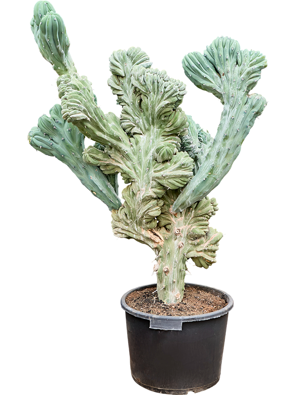Planta naturala de interior Branched D90xH140cm Myrtillocactus geometrizans &