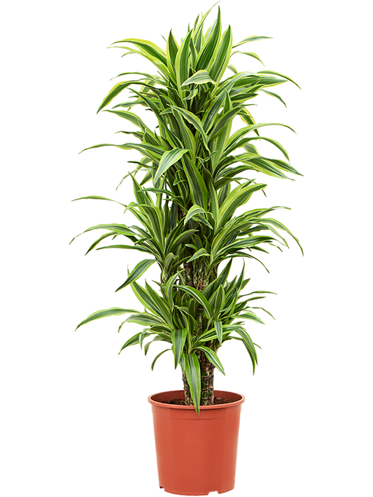 Planta naturala de interior Branched-multi D45xH140cm Dracaena fragrans 'Lemon Lime' PS30/28cm in pamant