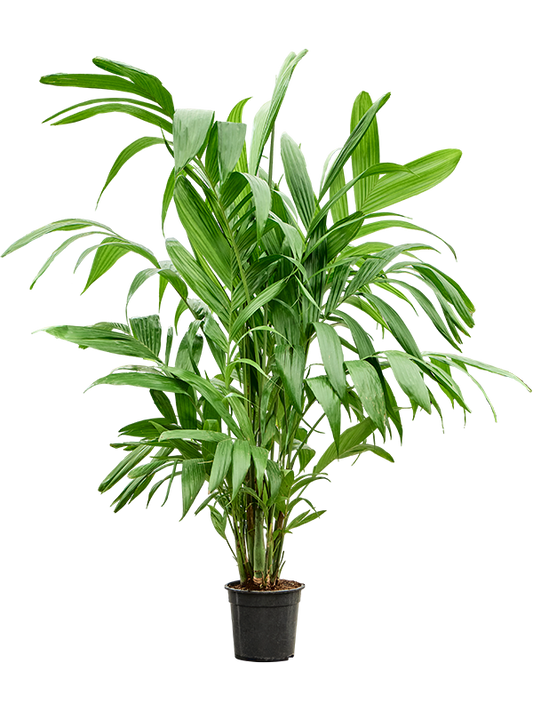 Planta naturala de interior Bush D100xH140cm Areca triandra PS24/23cm in pamant