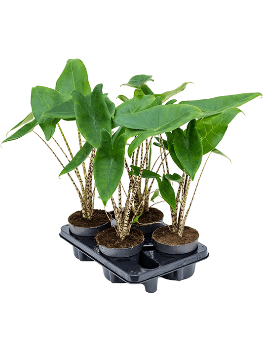 Planta naturala de interior Bush D25xH45cm Alocasia zebrina PS14/12cm in pamant