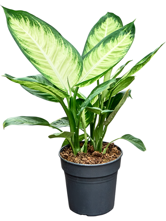Planta naturala de interior Bush D30xH55cm Dieffenbachia 'Tropic Marianne' PS19/17cm in pamant