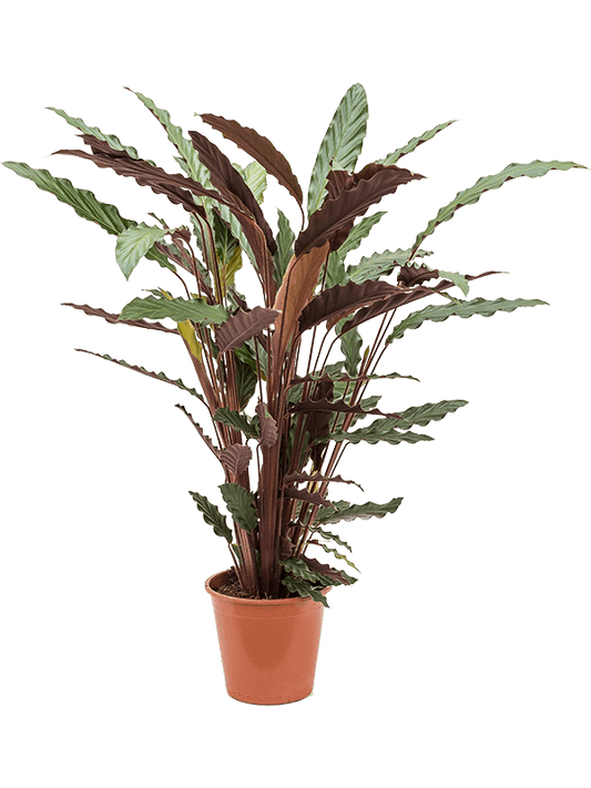 Planta naturala de interior Bush D40xH75cm Calathea rufibarba 'Wavestar' PS19/17cm in pamant