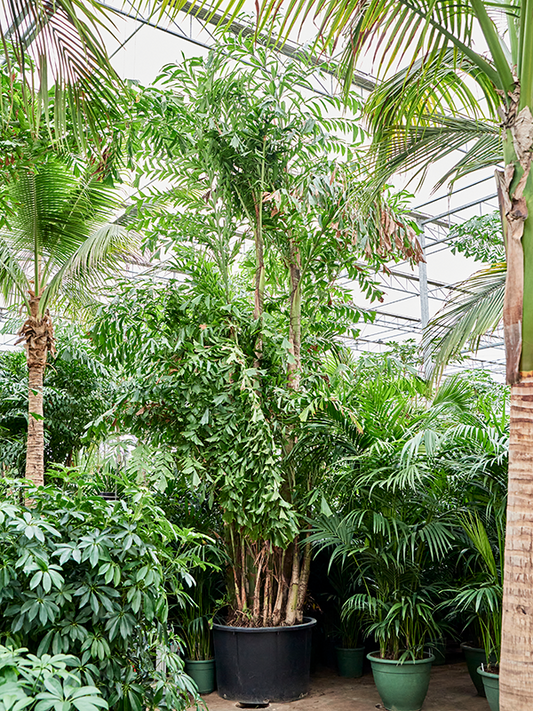 Planta naturala de interior Bush D425xH800cm Caryota mitis (650-725) PS110/68cm in pamant