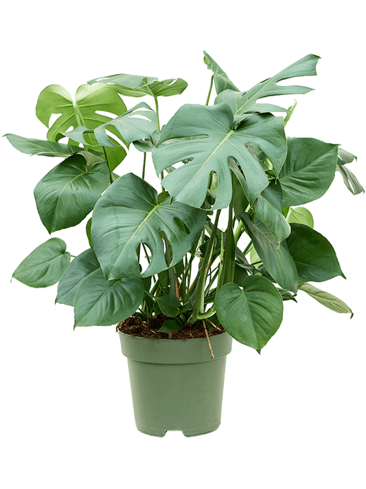 Planta naturala de interior Bush D60xH80cm Monstera deliciosa PS27/25cm in pamant
