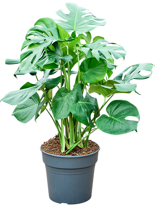 Planta naturala de interior Bush D70xH90cm Monstera deliciosa PS30/28cm in pamant