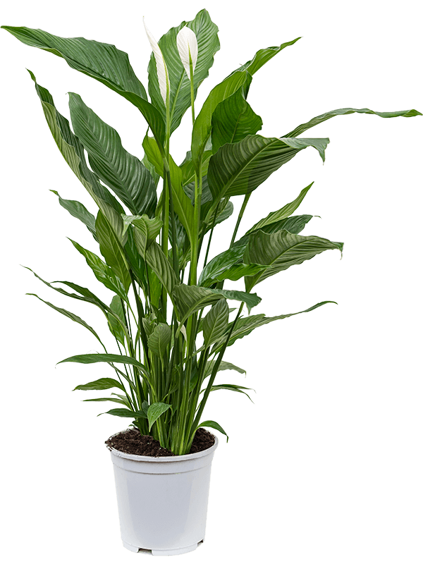 Planta naturala de interior Bush D80xH110cm Spathiphyllum &