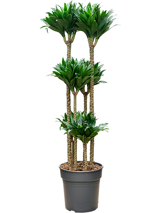 Planta naturala de interior Carrousel D40xH130cm Dracaena fragrans 'Compacta' PS27/25cm in pamant