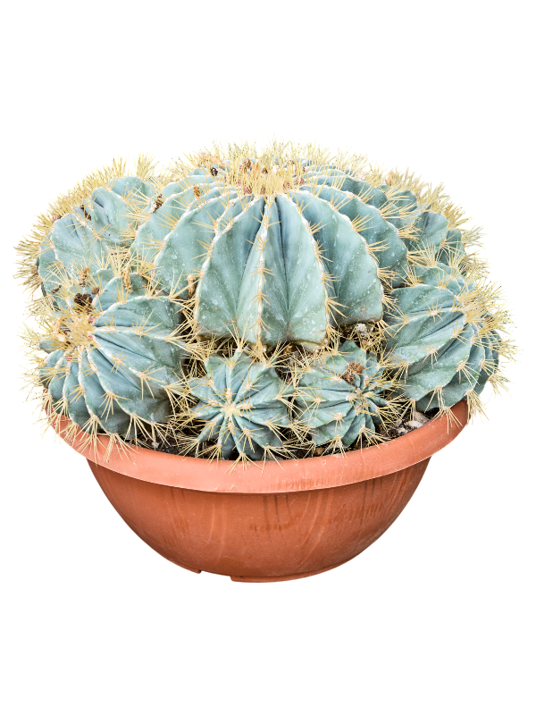 Planta naturala de interior Cluster D50xH40cm Ferocactus glaucescens PS40/19cm in pamant