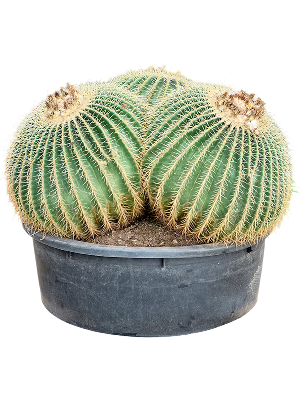 Planta naturala de interior Cluster D95xH85cm Echinocactus grusonii PS70/31cm in pamant