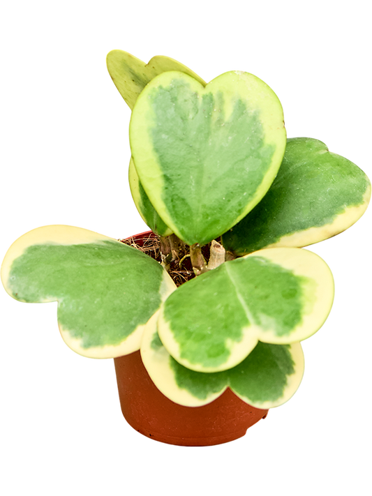 Planta naturala de interior D15xH20cm Hoya kerrii 'Variegata' () PS9/8cm in pamant