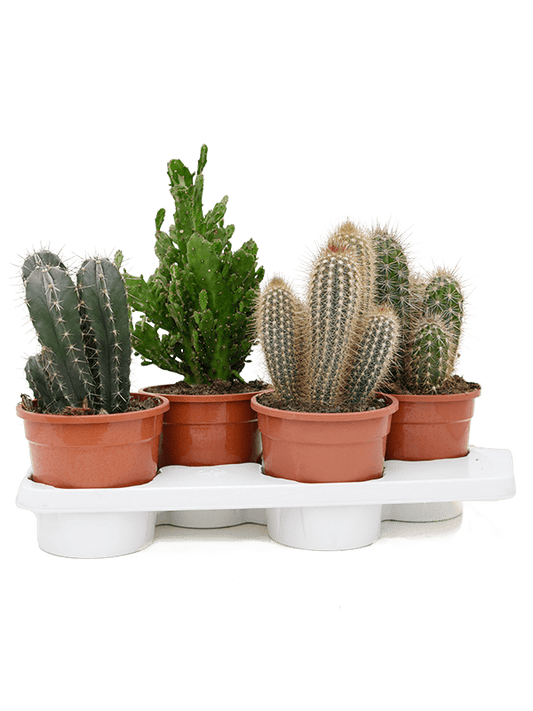 Planta naturala de interior D16xH40cm Cactus mix PS17/16cm in pamant