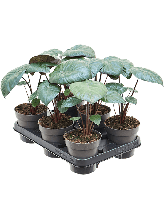 Planta naturala de interior D20xH25cm Alocasia 'Chocolate Green' PS12/9cm in pamant