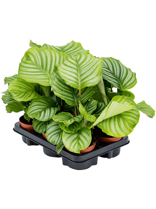 Planta naturala de interior D25xH30cm Calathea orbifolia PS12/10cm in pamant