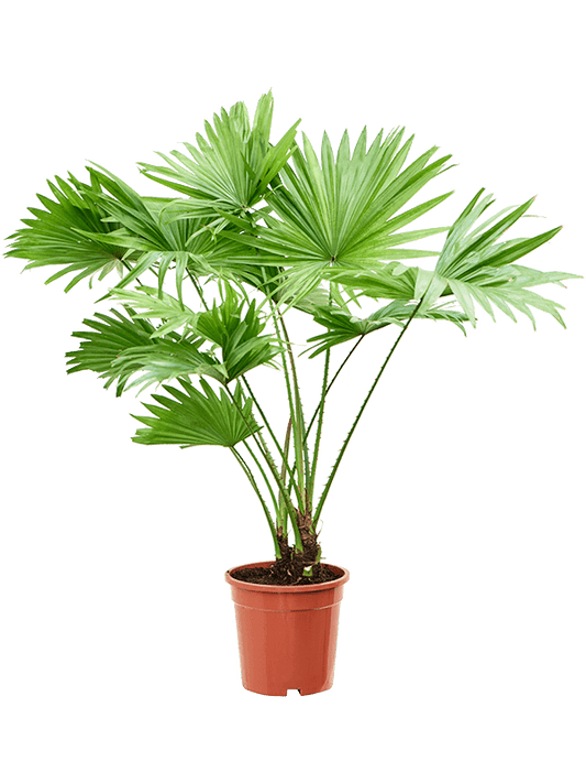 Planta naturala de interior D55xH70cm Livistona rotundifolia PS17/15cm in pamant