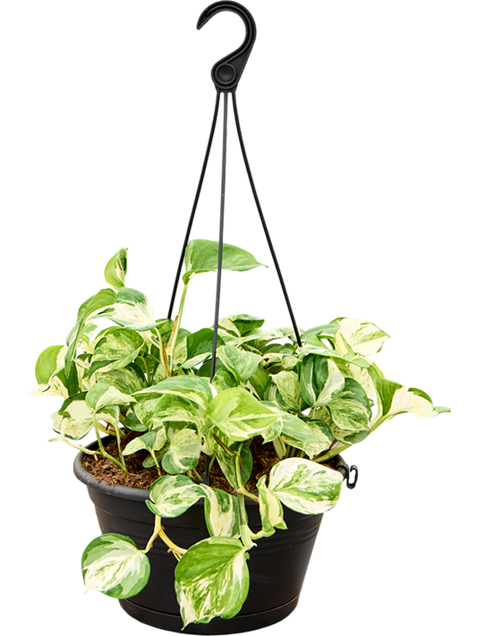 Planta naturala de interior Hanger D25xH35cm Scindapsus (Epipremnum) 'Manjula variegata' PS28/24cm in pamant