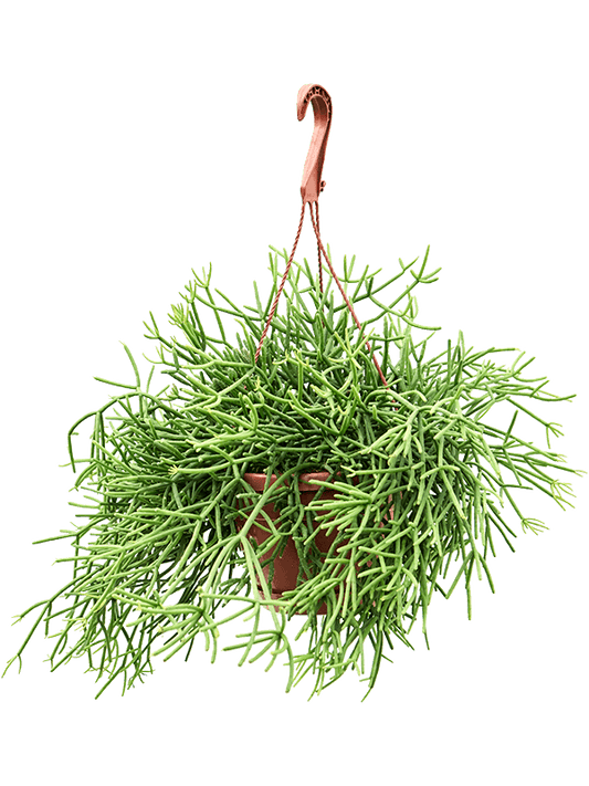 Planta naturala de interior Hanger D40xH35cm Rhipsalis heteroclada PS17/14cm in pamant
