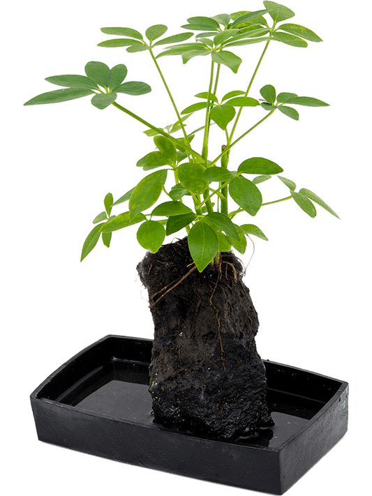 Planta naturala de interior Lava stone D25xH40cm Schefflera Lova PS25/5cm in pamant