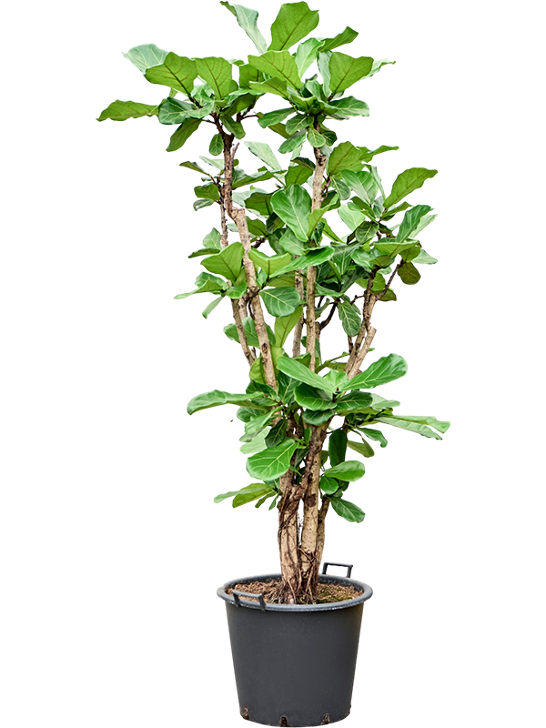 Planta naturala de interior Multi stem D230xH260cm Ficus lyrata PS55/41cm in pamant