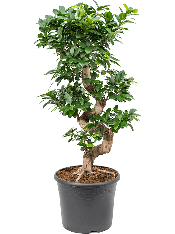Planta naturala de interior S-Stam D35xH90cm Ficus microcarpa &