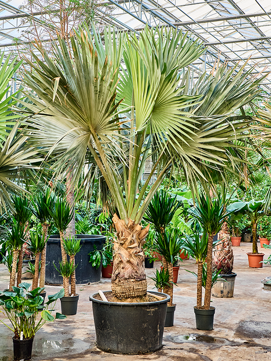 Planta naturala de interior Stem (60-80) D200xH350cm Bismarckia nobilis (300-400) PS96/55cm in pamant