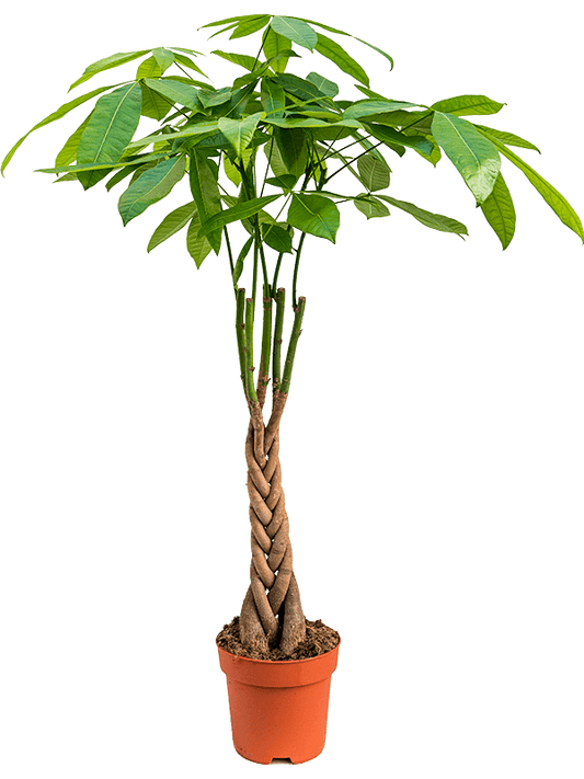 Planta naturala de interior Stem braided D50xH100cm Pachira aquatica PS21/18cm in pamant