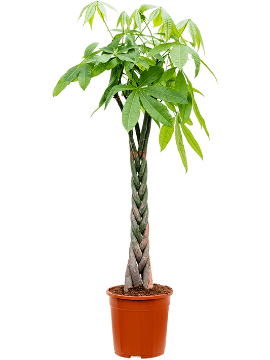 Planta naturala de interior Stem braided D60xH120cm Pachira aquatica PS24/22cm in pamant