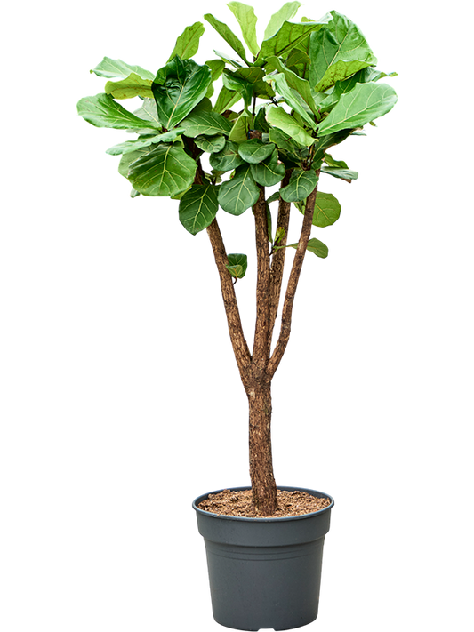 Planta naturala de interior Stem branched D80xH165cm Ficus lyrata PS38/32cm in pamant