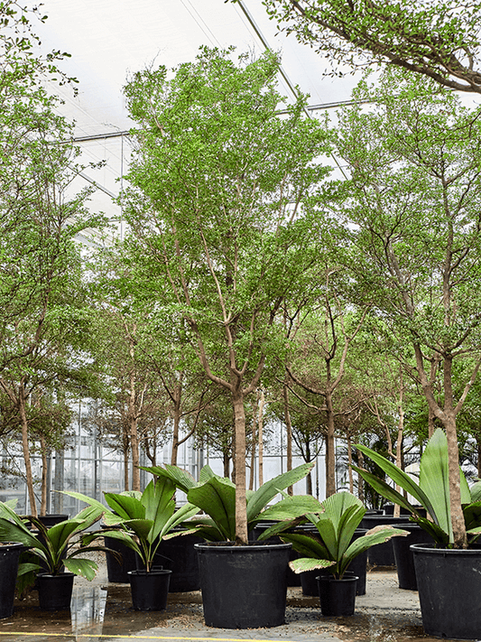 Planta naturala de interior Stem D250xH550cm Bucida buceras 'Shady Lady' (500-600) PS140/90cm in pamant