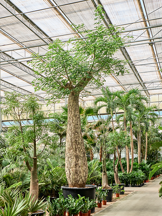 Planta naturala de interior Stem D300xH630cm Chorisia speciosa PS122/82cm in pamant