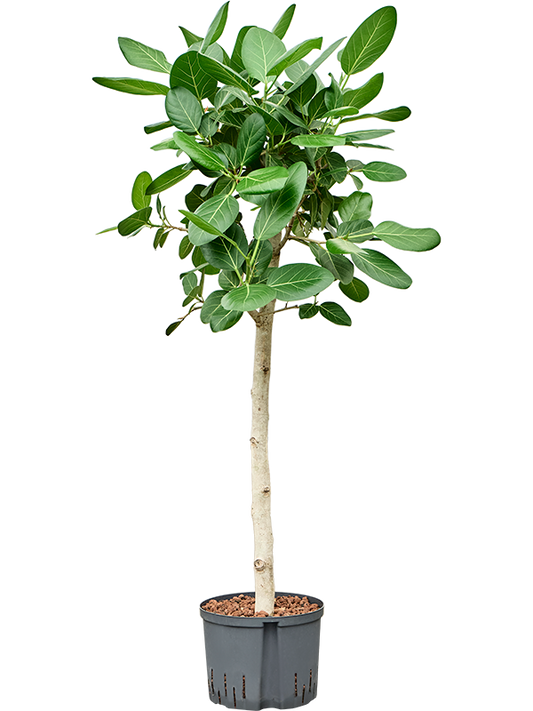 Planta naturala de interior Stem D60xH130cm Ficus benghalensis 'Audrey' P25/19cm in hidrogranule